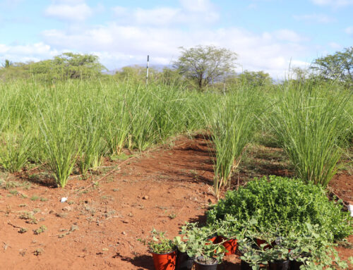 Can Grass Solve Our Wastewater Problems?